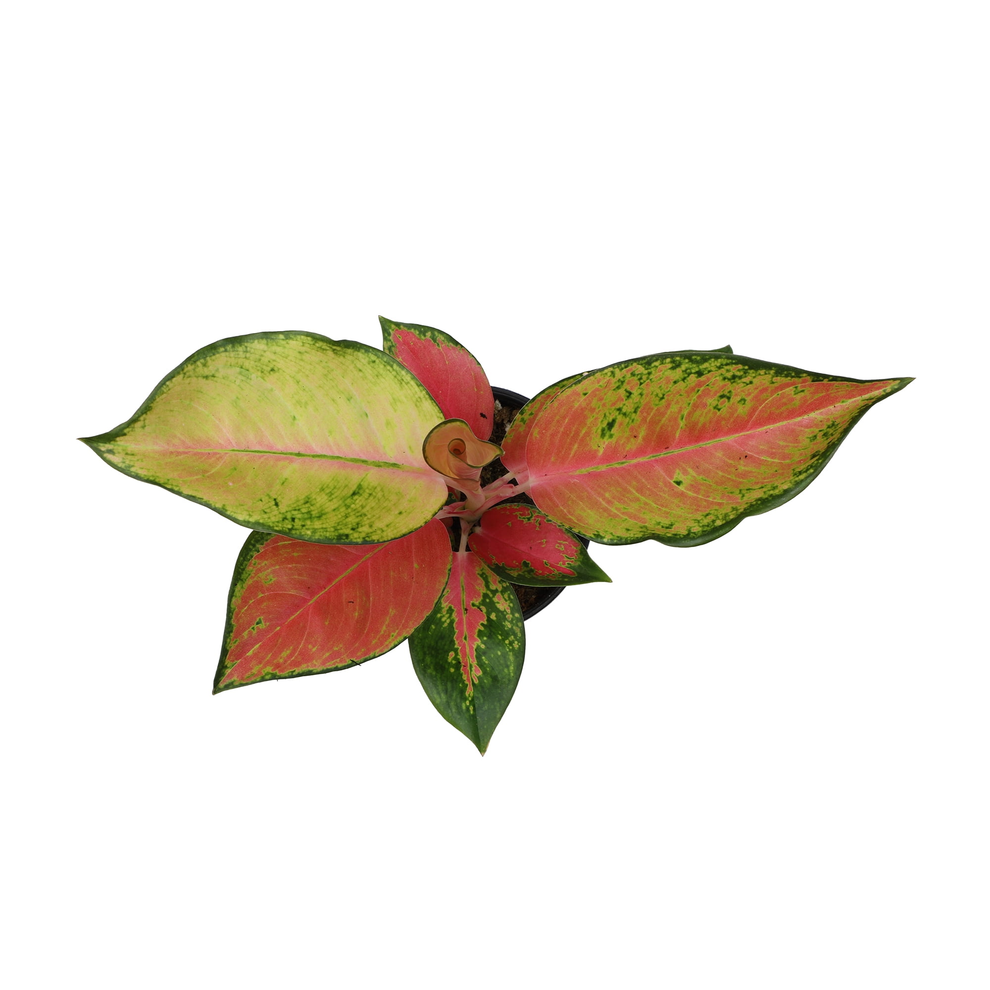 Red Aglaonema Evergreen | 4.25" Grow Pot | Easy Live Plant | Filtered Sun | Element by Altman Plants