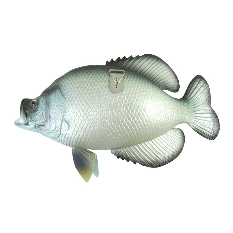 Lifelike 15 Freshwater Crappie Fish Resin Plaque Sunfish Wall