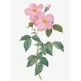 thumbnail image 2 of Redoute, Pierre Joseph 19x24 Gold Ornate Wood Framed with Double Matting Museum Art Print Titled - Single Tea Scented Rose, Rosa indica fragrans flore simplici, 2 of 4