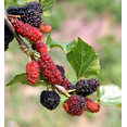 thumbnail image 5 of Illinois Everbearing Mulberry Tree Live Plant, 5 to 8 Inch Tall, Sweet Mulberry Plant Live Seedling, No Pot, Edible Mulberries Fruit Tree Plant, 5 of 10