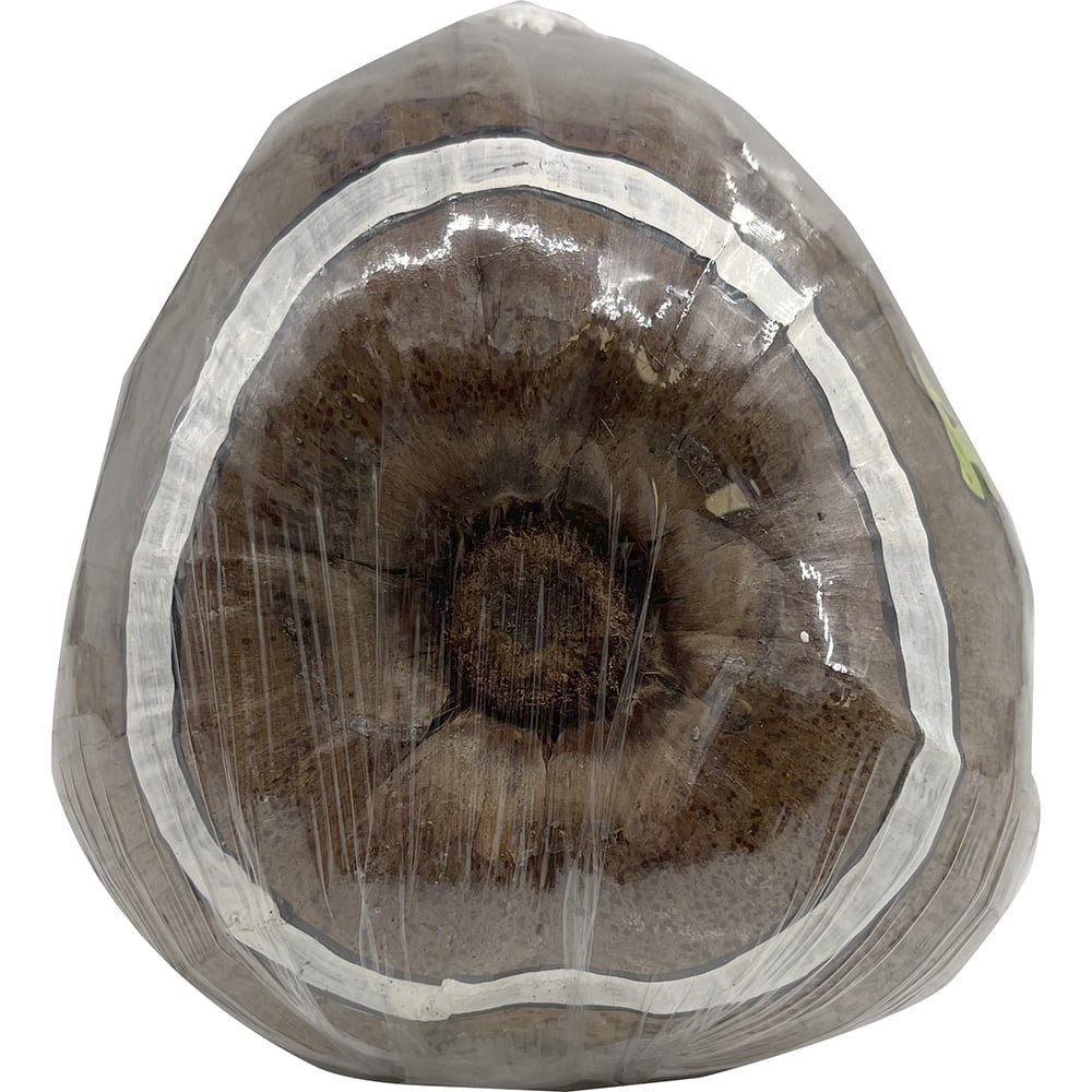 South Seas Native Treasures Real Coconut Football Money Bank