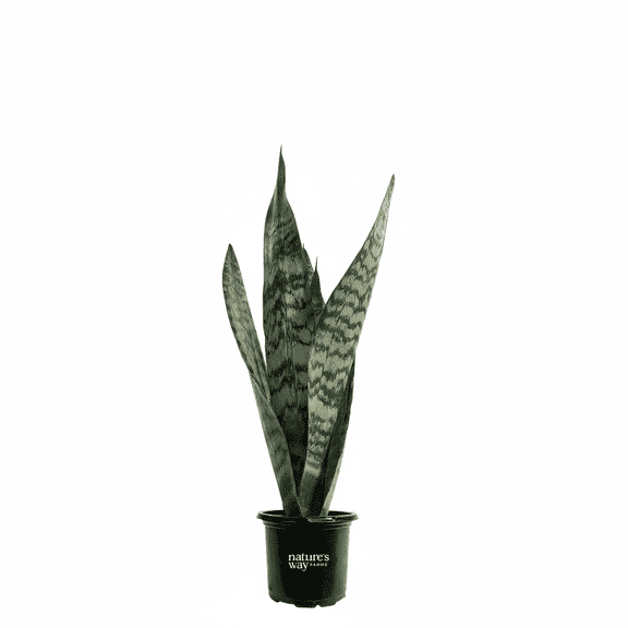 Nature's Way Farms Sansevieria Zeylanica Live Plant (7-11 inches tall) in growers pot