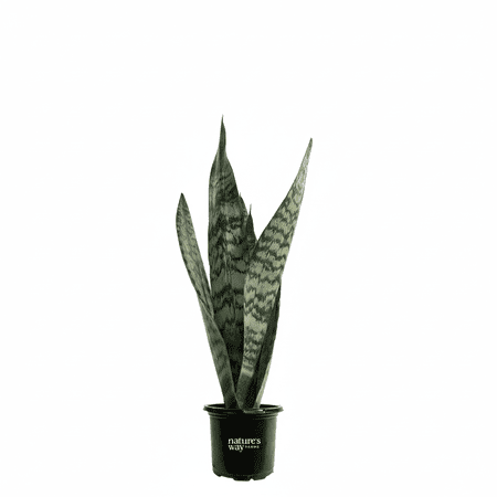 Nature's Way Farms Sansevieria Zeylanica Live Plant (7-11 inches tall) in growers pot