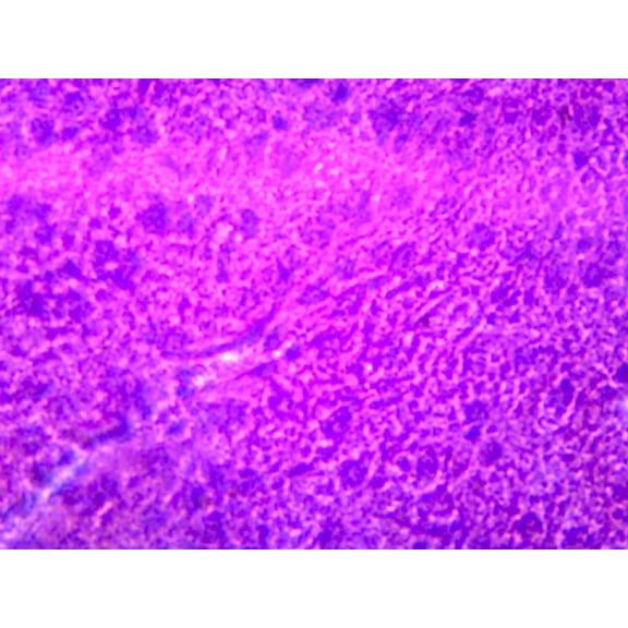 Liver, Human; Showing Hepatic Cells; Section; H&E Stain by Go Science Crazy