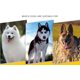 thumbnail image 3 of Juego de correa para collar, correa larga de cuero para perros, correas resistentes para perros de razas grandes y perros medianos y pequeños-L ER, 3 of 4