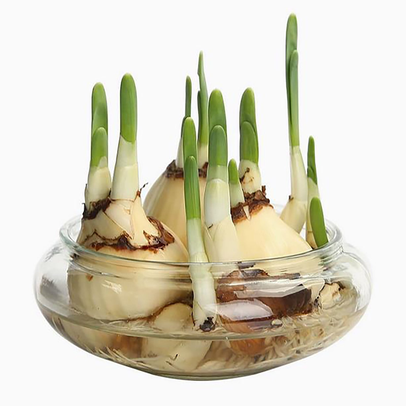 2PCS Lotus Bowl Planter Round Lotus Bowl Glass Lotus Flower Bowl 8 Inch Lotus Bowls For Planting In Water Indoors Applicable To Bonsai Bowl Lotus Flower Hydroponic Plant Bowl Lotus Seeds Lotus Bowl
