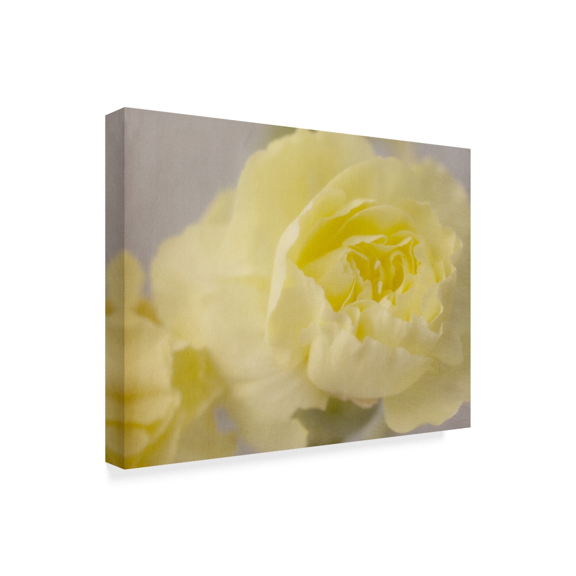 Trademark Fine Art 'Rose Whisper III' Canvas Art by Judy Stalus