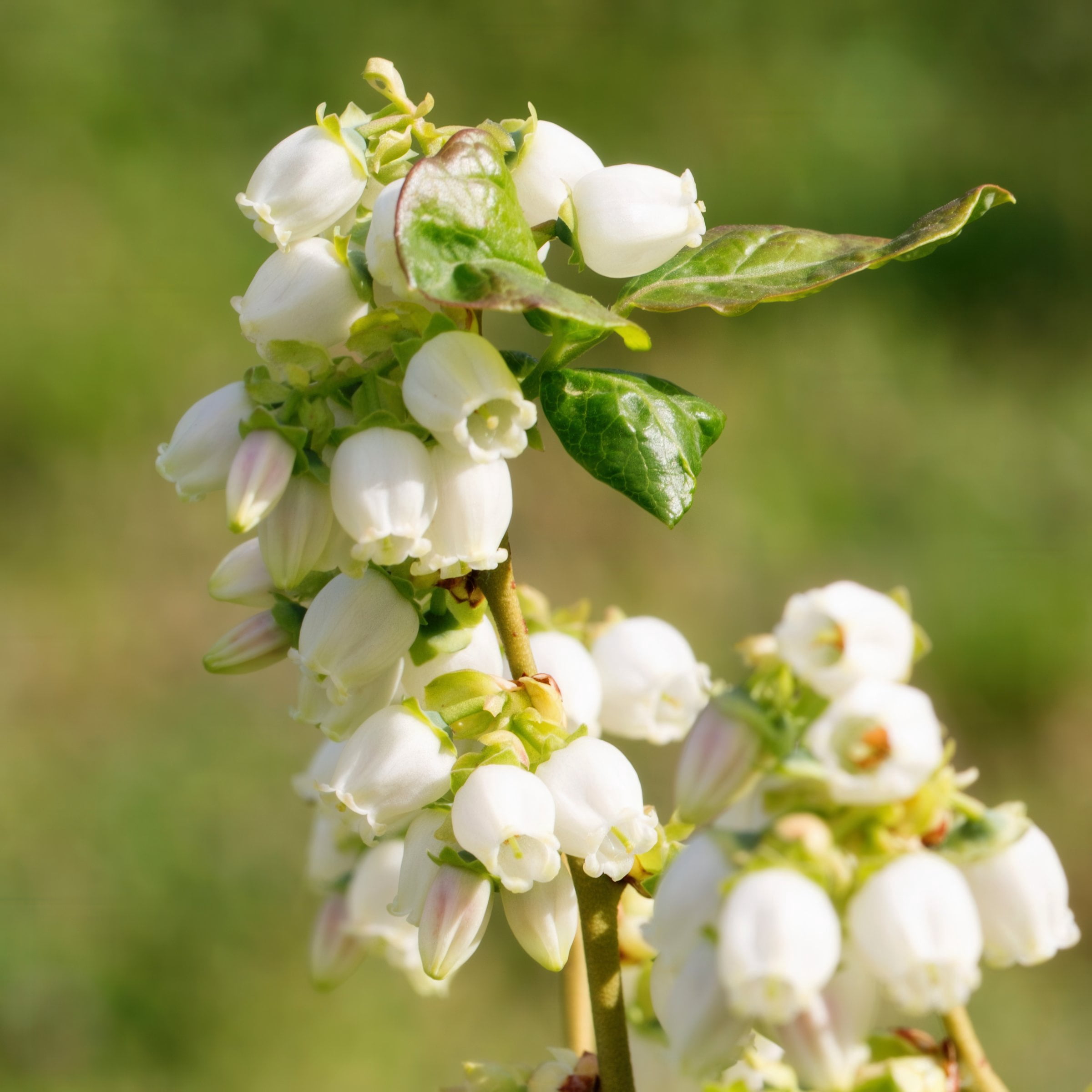 National Plant Network 1 gal. Live Shrub Blueberry Elliott Plant