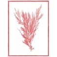 thumbnail image 2 of Chilton, Sarah E 25x32 White Modern Wood Framed Museum Art Print Titled - Sea Things II, 2 of 4