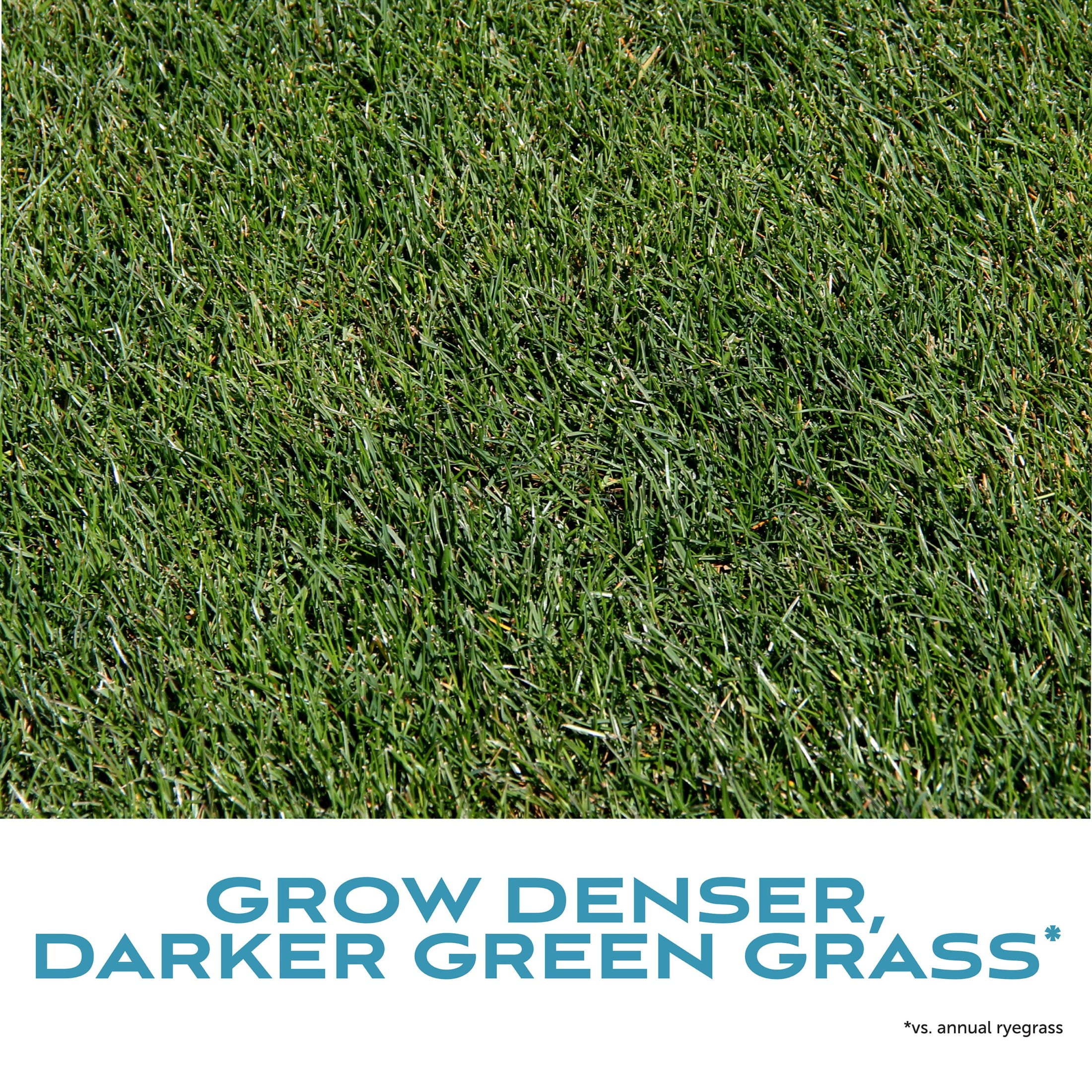 Pennington Fairway Supreme Rye Lawn Grass Seed, for Full Sun , 25 lb., 1 Pack