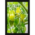thumbnail image 2 of Janet Horton 13x18 Black Modern Wood Framed Wall Art Titled - Issaquah-Washington State-USA Heirloom Yellow Pear tomatoes, 2 of 6