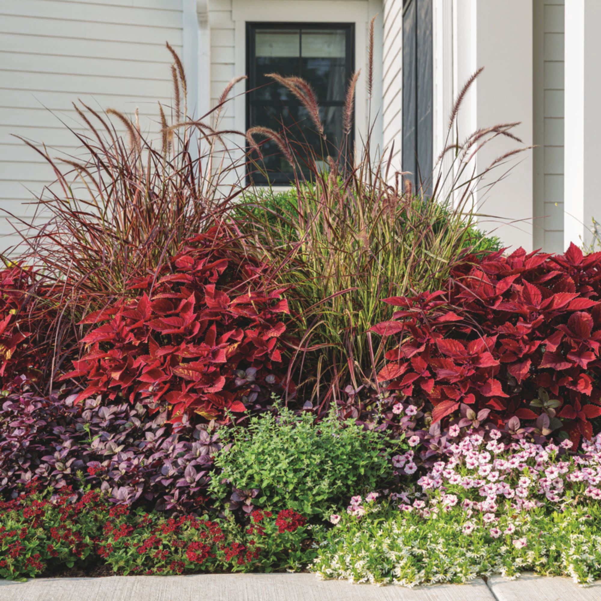 Proven Winners 4" Red ColorBlaze Rediculous Coleus Live Plant in 4.25" Pot (4 Count)