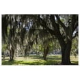 thumbnail image 1 of Great BIG Canvas | "Georgia, St. Simons Island, Fort Frederica National Monument, live oak trees" Art Print - 30x20, 1 of 4