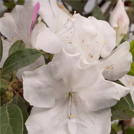 Encore Azalea Autumn Lily| White Blooms - Live Evergreen (Best Place To Plant Azaleas)