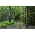 thumbnail image 2 of Anon, Ellen 24x17 White Modern Wood Framed Museum Art Print Titled - Canada, New Brunswick Forest scenic, 2 of 4