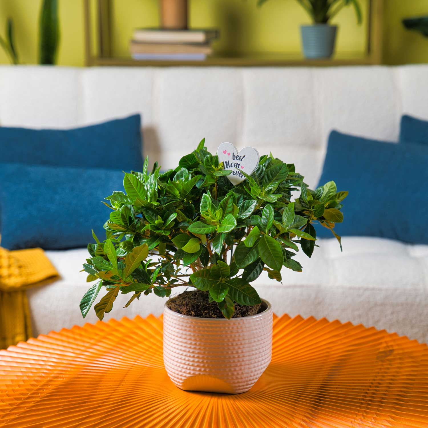 12" Gardenia Live Outdoor Plant in 6" Grower Pot