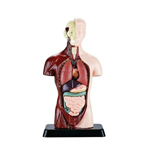 Birdeem New Human Torso Body Model Anatomy Anatomical Internal Organs For  Teaching Early Education Human Toy 