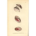 thumbnail image 2 of Elegant Venus Shell, Hysteroconcha Dione Poster Print By ® Florilegius Mary Evans (18 X 24), 2 of 4