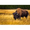 thumbnail image 2 of Bishop, Russ 24x17 Gold Ornate Wood Framed with Double Matting Museum Art Print Titled - Bison-Yellowstone National Park-Wyoming-USA, 2 of 4