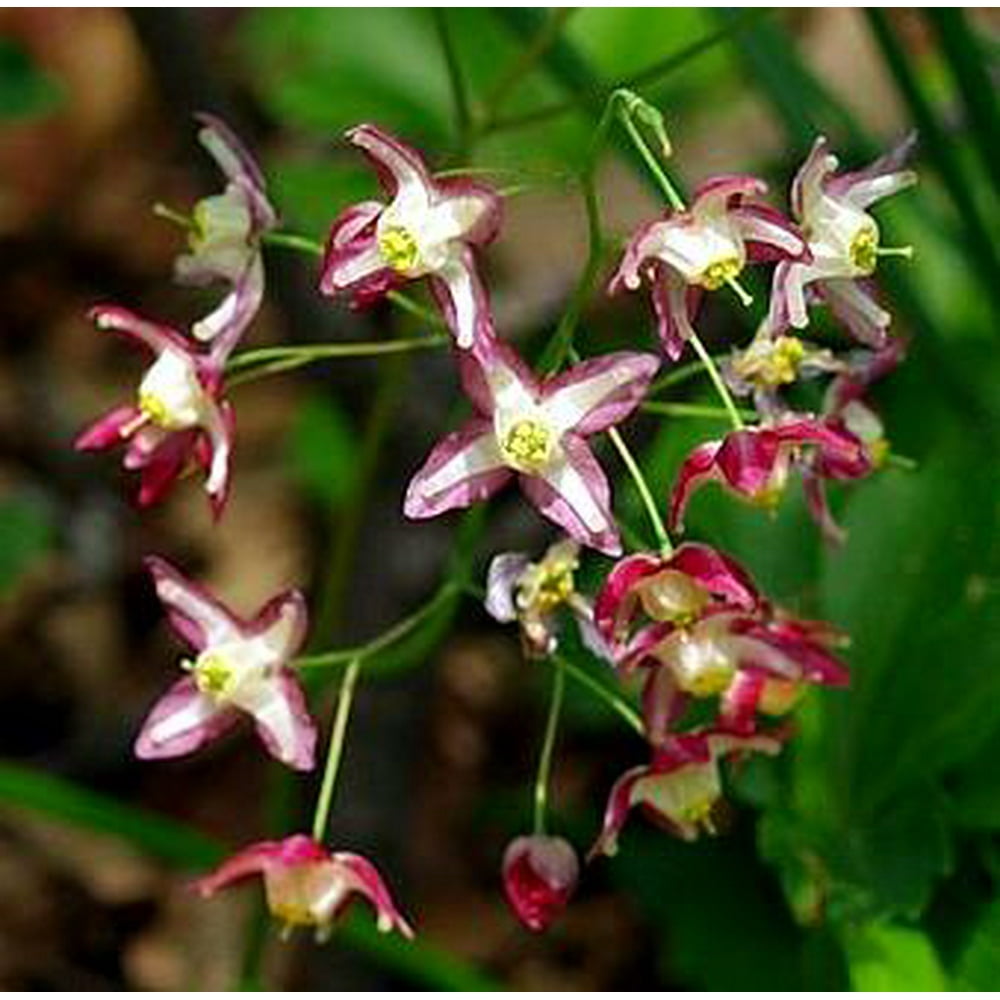 Red Cap Perennial Plants Epimedium rubrum Shade Gallon Pot
