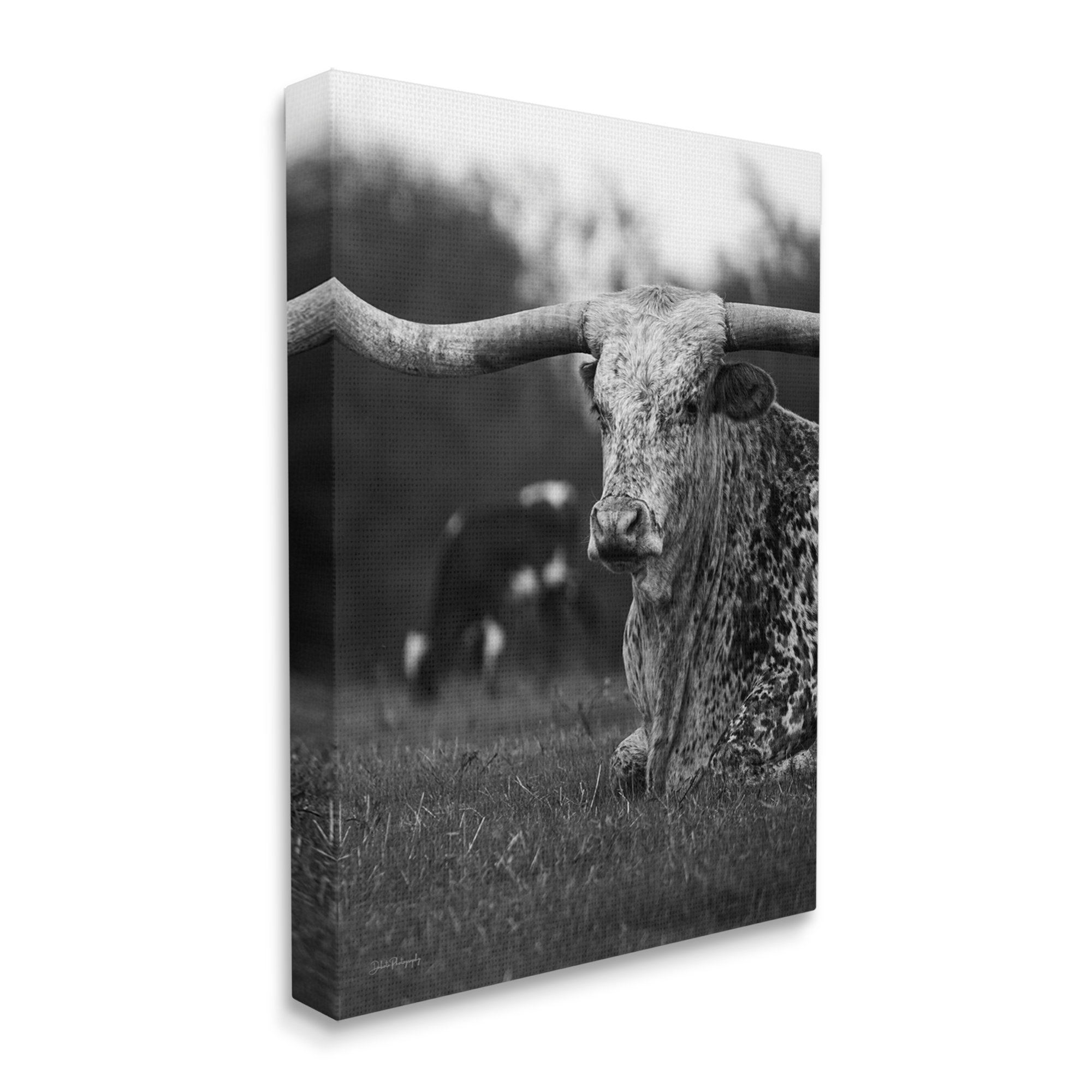 Stupell Industries Resting Longhorn Photography Animals & Insects Photography Gallery Wrapped Canvas Art Print Wall Art, 36 x 48