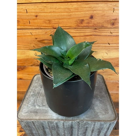 Sansevieria Black Jade Hahnii, 6" Plant , The Plant Farm