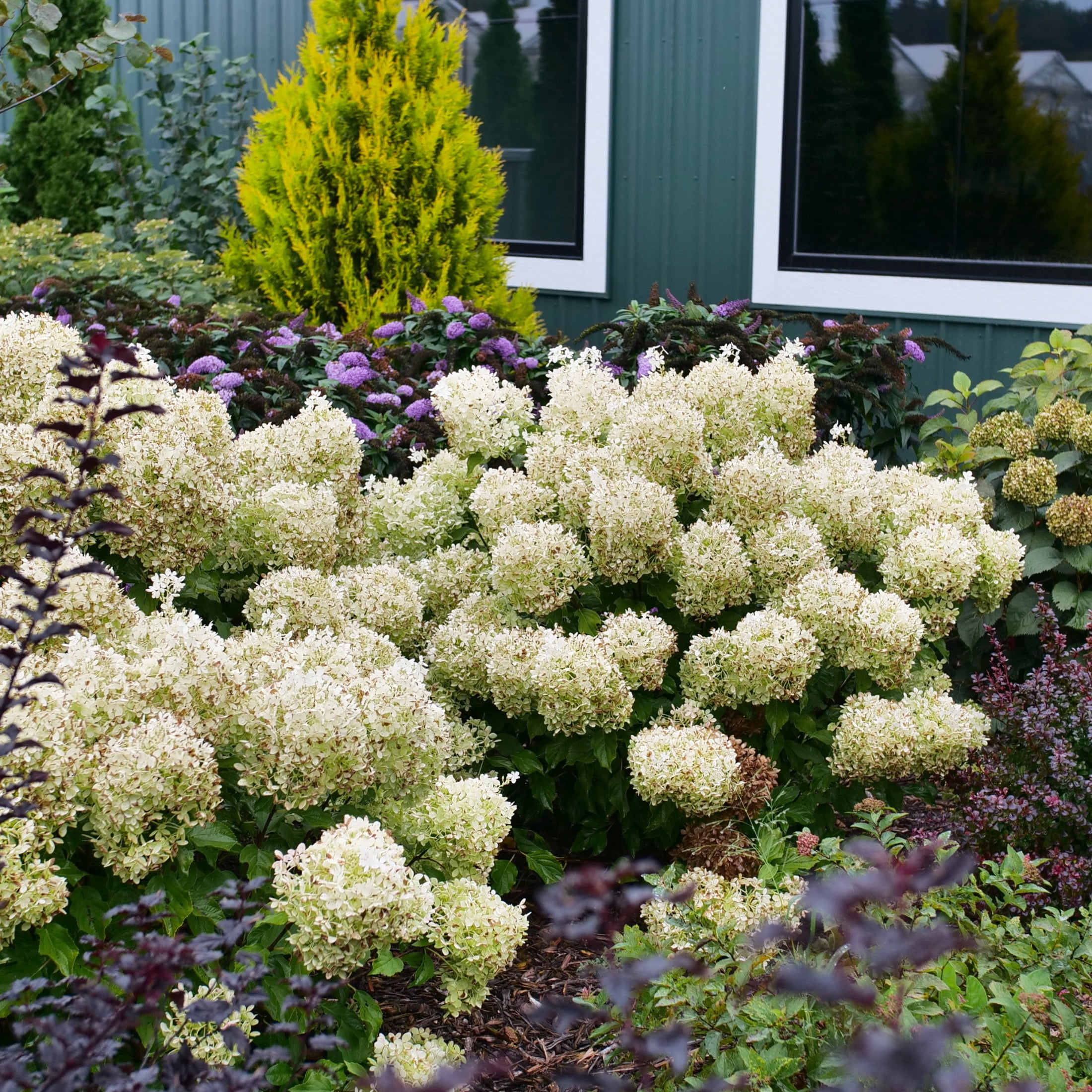 Proven Winners ColorChoice 6" White Puffer Fish Panicle Hydrangea Live Plant in 7.5" Pot