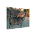 thumbnail image 2 of Trademark Fine Art 'Kudu Centered' Canvas Art by J.D. Mcfarlan, 2 of 3