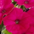 thumbnail image 2 of Expert Gardener 1.5gal Pink Petunia Live Annual Plant Hanging Basket Sun, 2 of 5