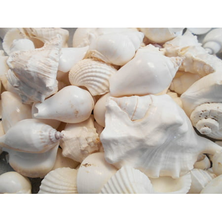 Large White Beach Wedding Shell Mix (4 Cups/1 Lb) Seashells Crafts Beach Cottage