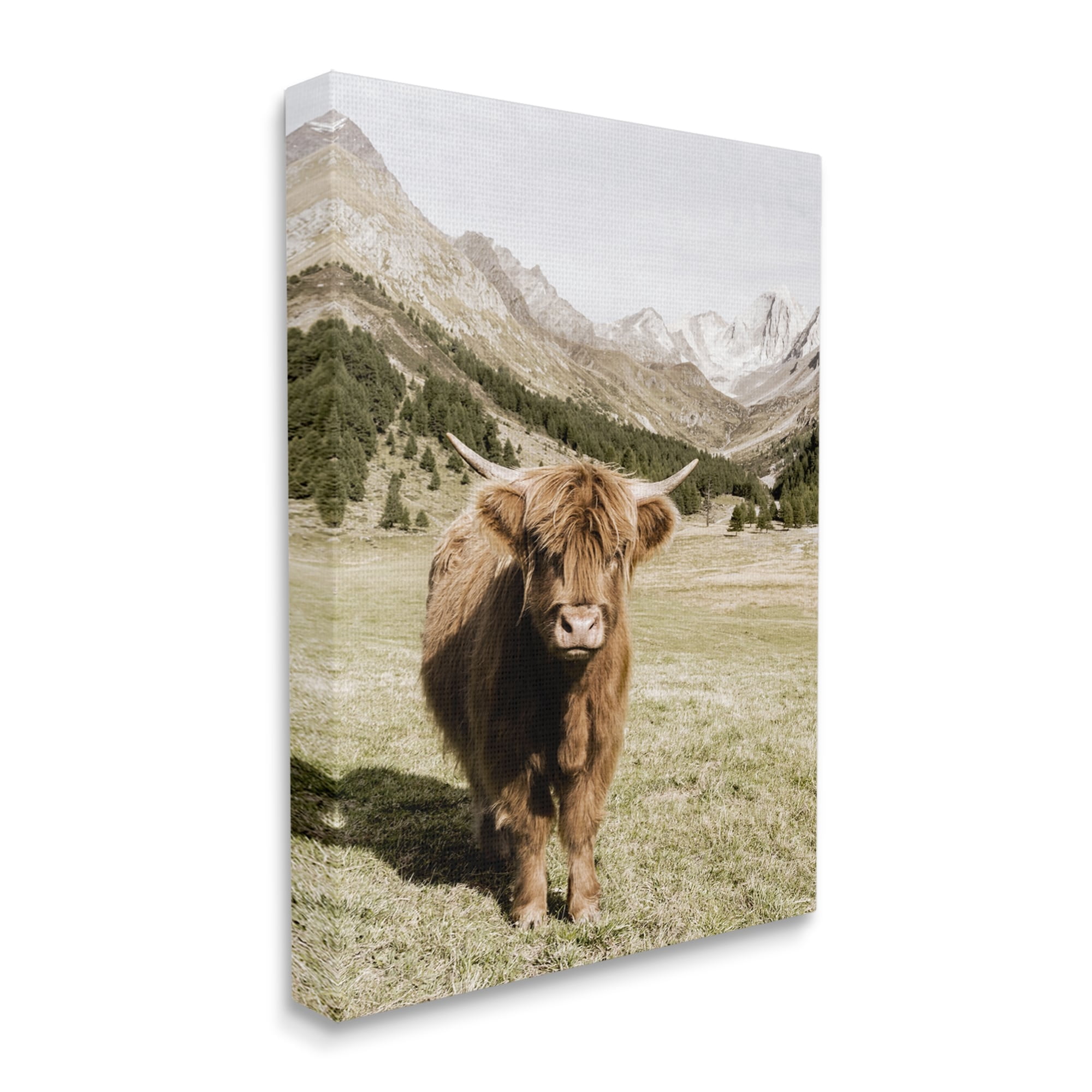 Stupell Industries Countryside Highland Cattle Distant Mountain Longhorn Photograph, 30 x 40, Design by Danita Delimont