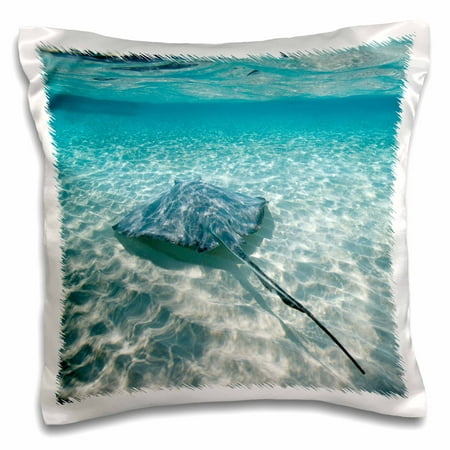 3dRose Cayman Islands, Southern Stingray in Caribbean Sea-CA42 PSO0046 - Paul Souders - Pillow Case, 16 by