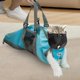 thumbnail image 1 of Bolsa de aseo para gatos Cinf azul con bozal para gatos de 3,5 a 5,5 kg, 1 of 8