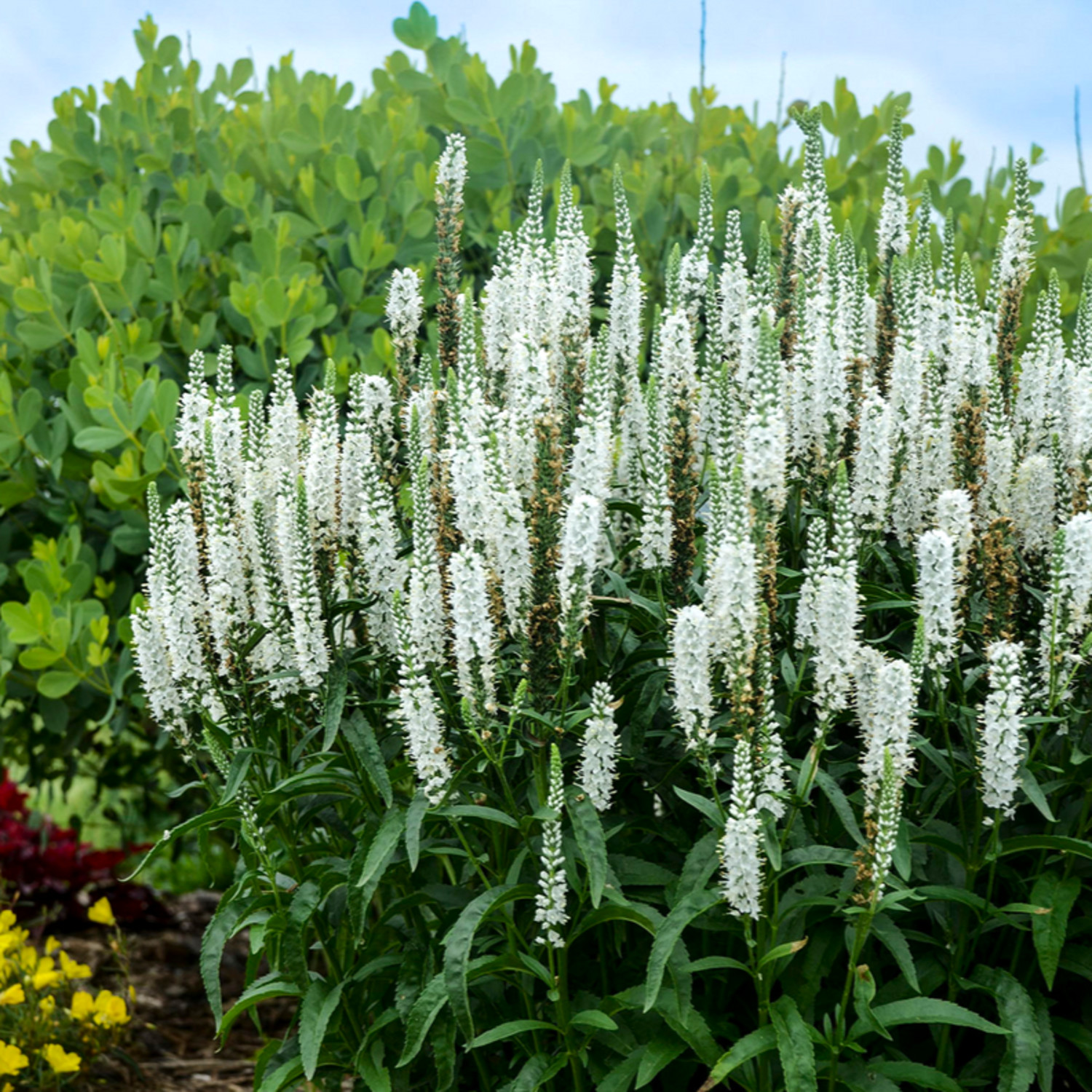 Proven Winners 6" Magic Show 'White Wands' Spike Speedwell Live Plant in 7.5" Pot