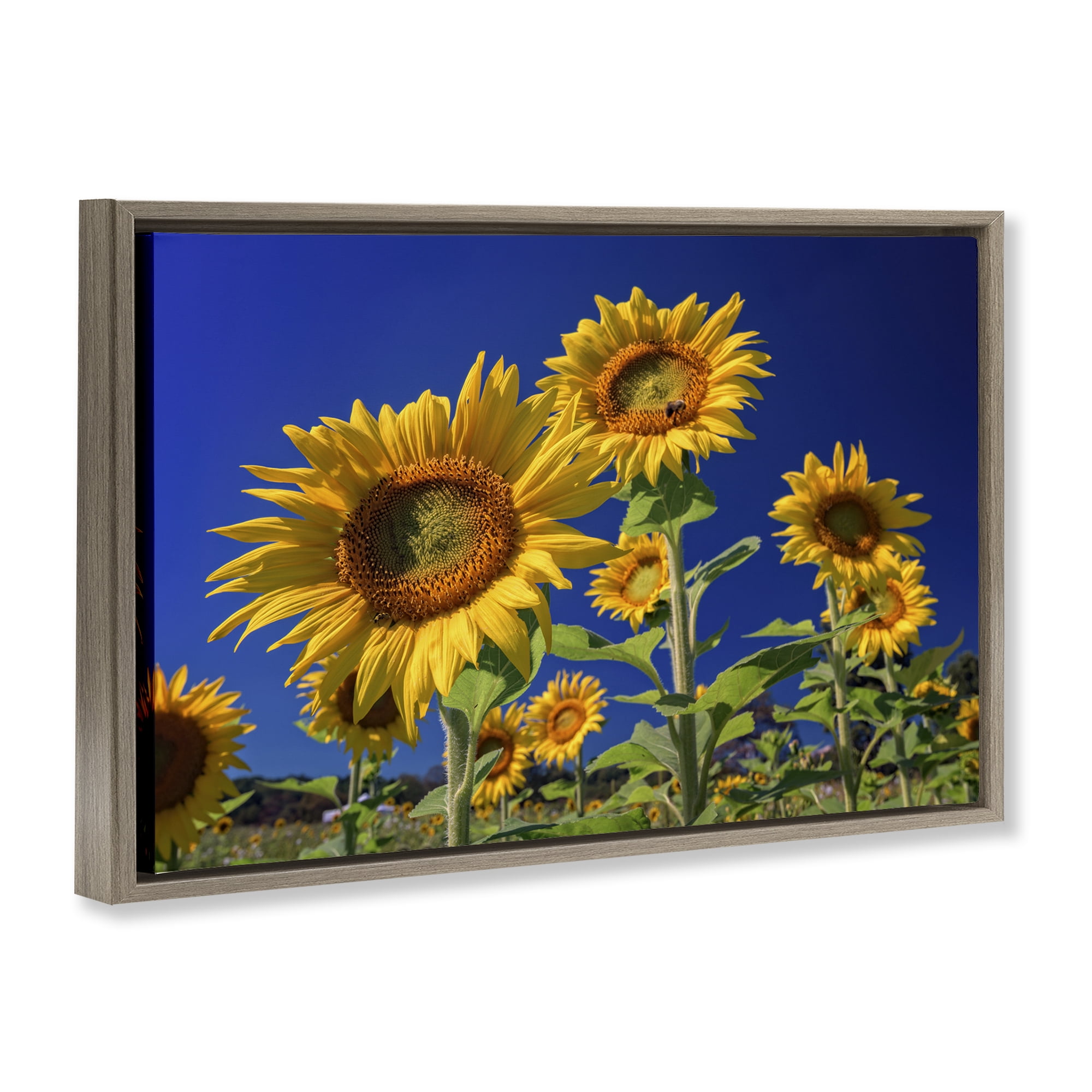 Stupell Industries Bright Sunflowers with Blue Sky Plants & Flowers Photography Brown Floater Framed Canvas Art Print Wall Art, 25 x 17