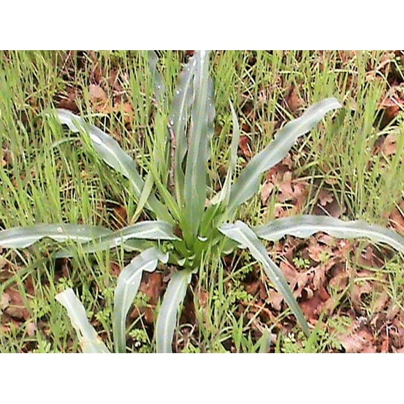 10 WAVY LEAFED SOAP PLANT California Soaproot Amole Lily Chlorogalum Pomeridianum Laothoe White Purple Striped Flower Native Herb Seeds