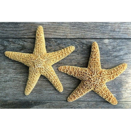 Sugar Starfish | 2 Brown Sugar StarFish 6" to 7"