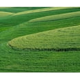 thumbnail image 2 of Gulin, Sylvia 14x12 Gold Ornate Wood Framed with Double Matting Museum Art Print Titled - USA-Washington State-Eastern Washington winter and spring wheat near Endicott, 2 of 4