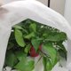 thumbnail image 4 of FENGGUIQU Reusable De Tela No Tejida Resistente Para Plantas Y Arbustos Protegiendo Heladas Y, 4 of 8