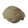 thumbnail image 3 of Decorative Wooden Sea Turtle Seashell Bowl, 3 of 3