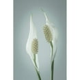 thumbnail image 3 of Mahan, Kathy 13x18 Black Modern Framed Museum Art Print Titled - Peace Lily II, 3 of 5