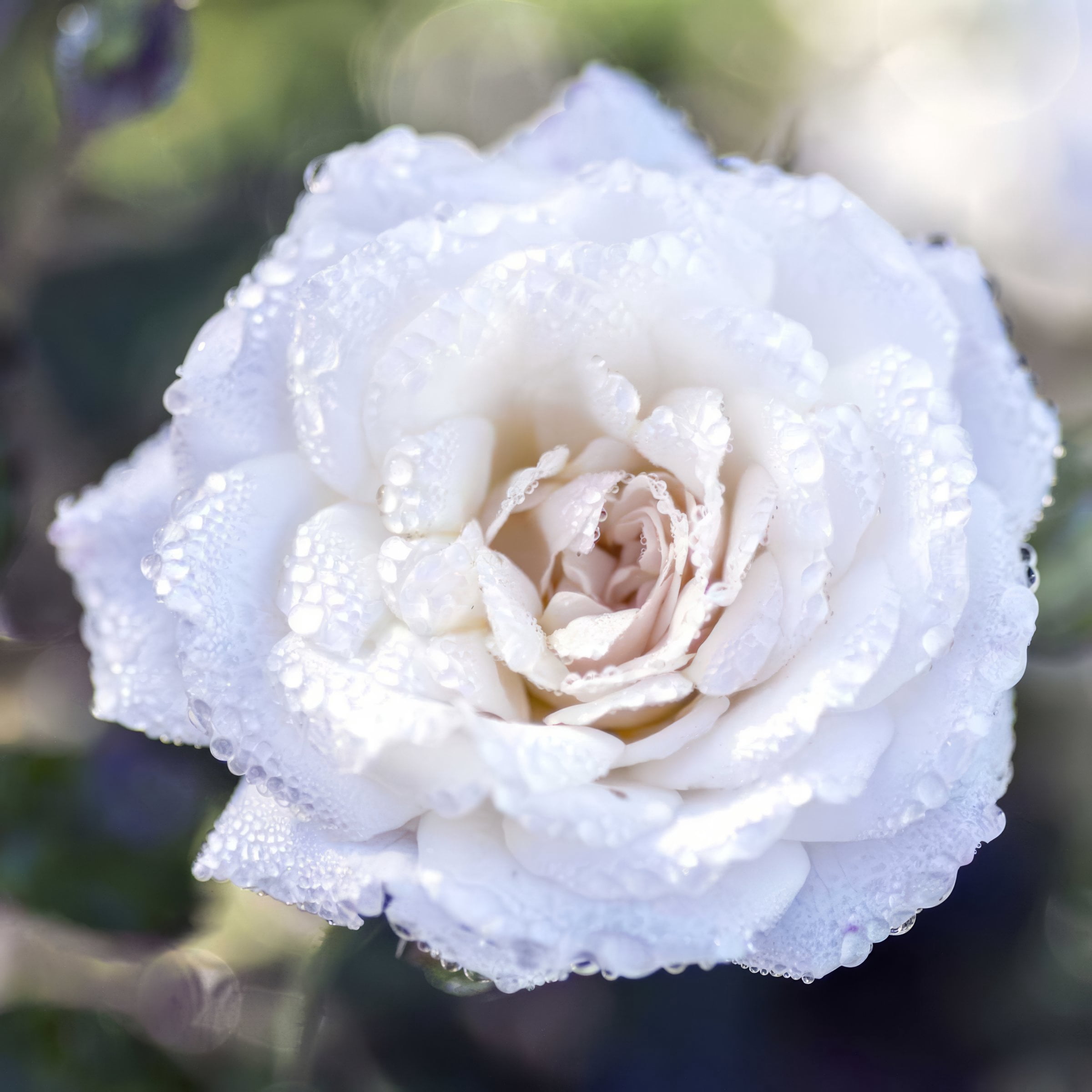 National Plant Network 3 gal Live Shrub Drift Rose White Full Sun with White Flowers