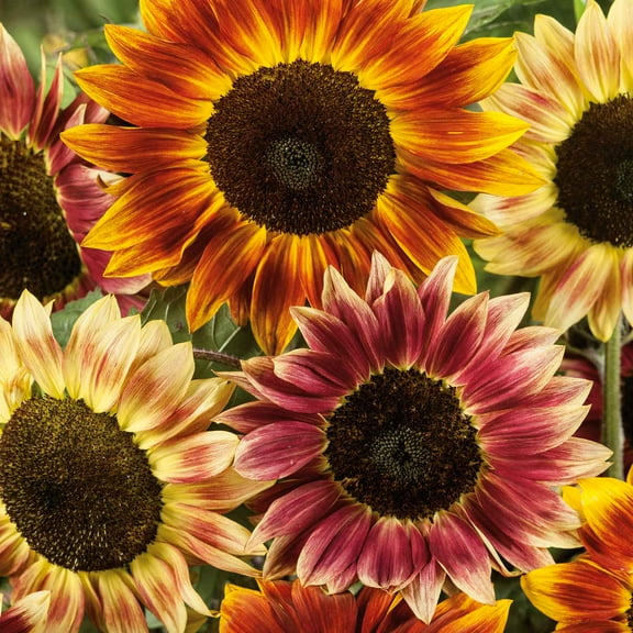 Eden Brothers Sunflower Seeds - Santa Fe Sunset F1