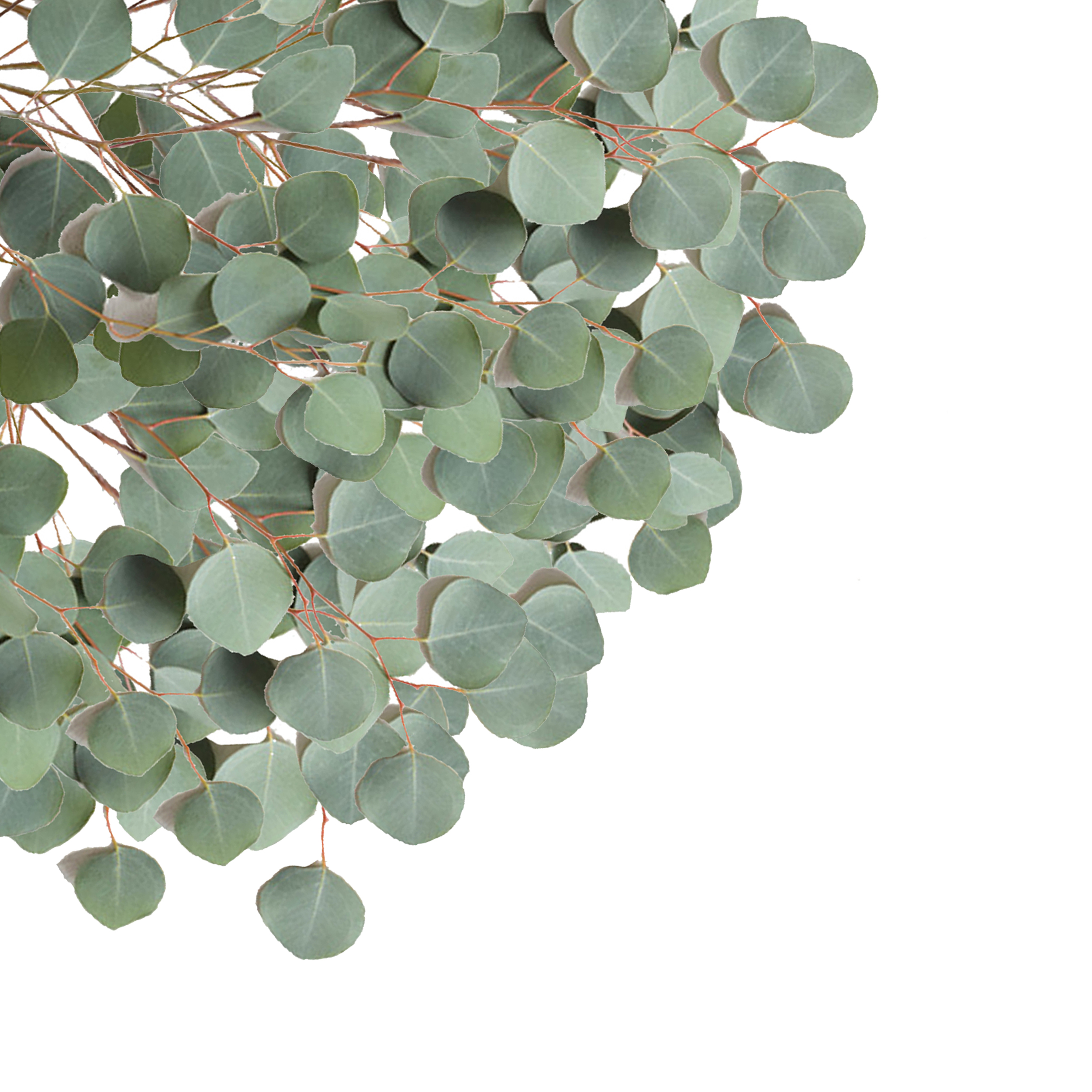 Eucalyptus Silver Dollar Flower Mound Best Flower Wallpaper