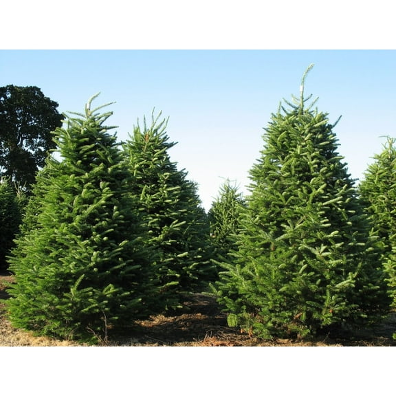 Tree Seeds - 30 Seeds of Balsam Fir, Abies balsamea (Fragrant Hardy Evergreen, Bonsai)