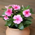 thumbnail image 5 of Expert Gardener Pink Vinca Live Plant|2.5 QT Grow Pot| Full Sun to Partial Shade, 5 of 9