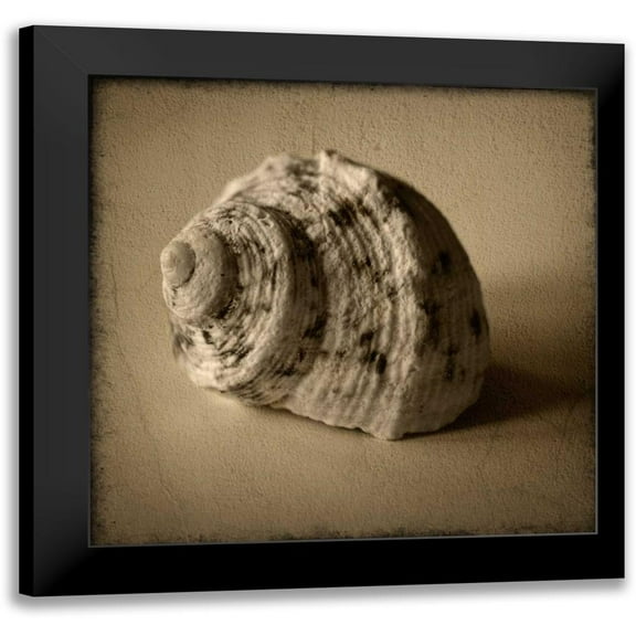 Heather Jacks 12x12 Black Modern Framed Museum Art Print Titled - Seashell Study III