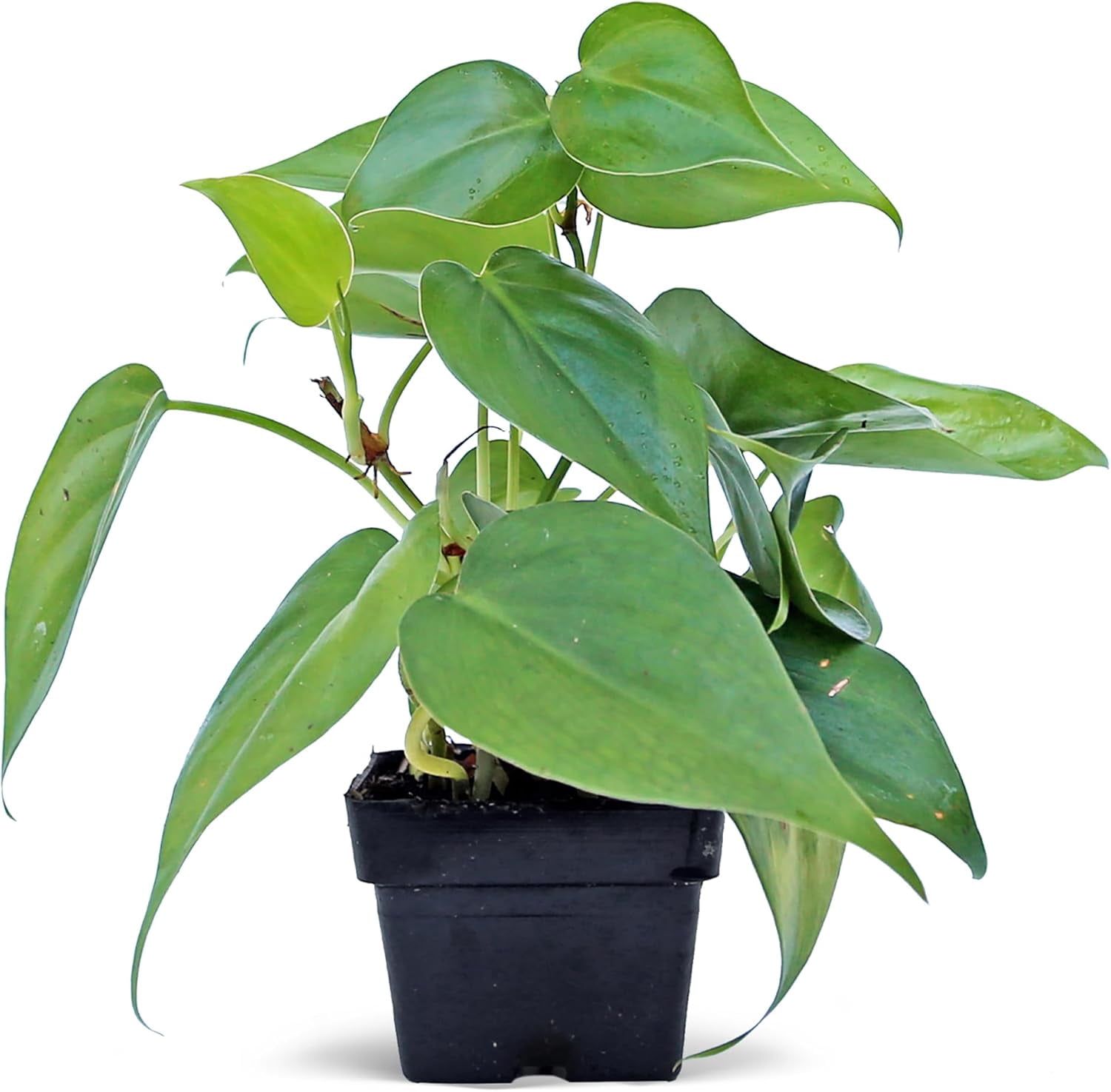 6 Pack Live Heartleaf Green Philodendron in 3 Inch Pots, Philodendron Hederaceum Indoor Houseplants, Vining Live Plants