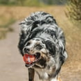 thumbnail image 3 of Chuckit! Tennis Dog Balls Rubber Fetch Toy For Dogs, Medium 2.5", For Breeds 20 to 60 lb, Pack of 2, Assorted Colors, 3 of 10