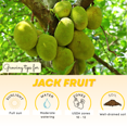 thumbnail image 4 of Jackfruit Tree Live Plant, Tropical Jackfruit Tree, 4–7 inches Tall, Grown in a 4 inch Pot, Suitable for Outdoor Gardens, 4 of 6